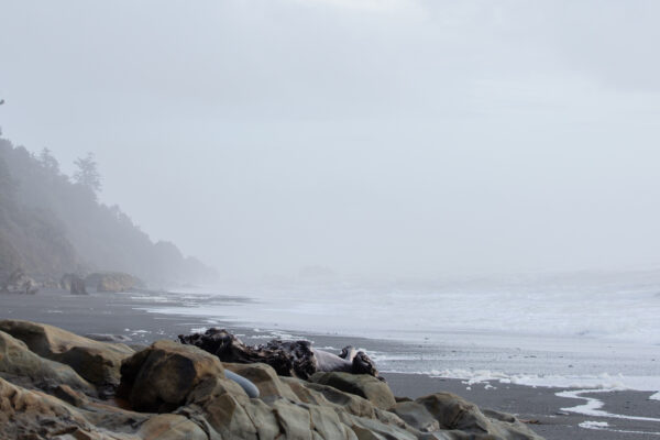 Kalaloch Beach 4 in Olympic National Park
